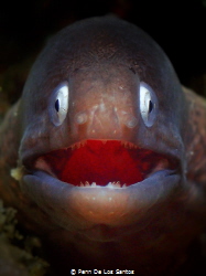 Smiley Eel. I carefully positioned myself in front of thi... by Penn De Los Santos 